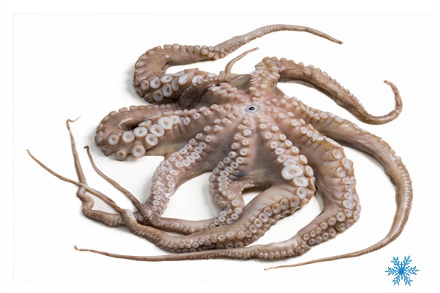 OCTOPUS-KRAKE T5 1,2-1,5 KG TK