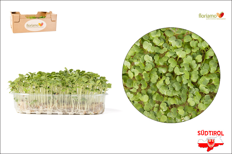 CRESCIONE RUCOLA BIO